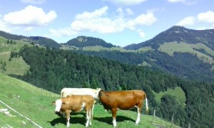 Blick von der Urbanalm zur Bergalm