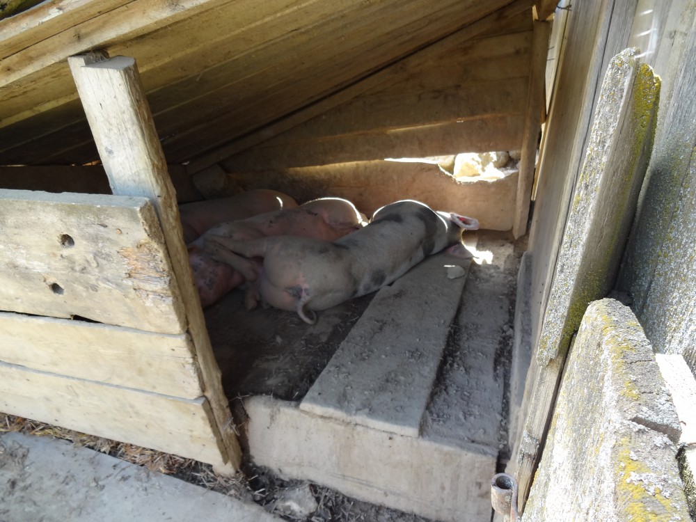 Schwein gehabt auf der Müllnerbauerhütte. Der Speck für die nächste Saison wächst im Schlaf heran!