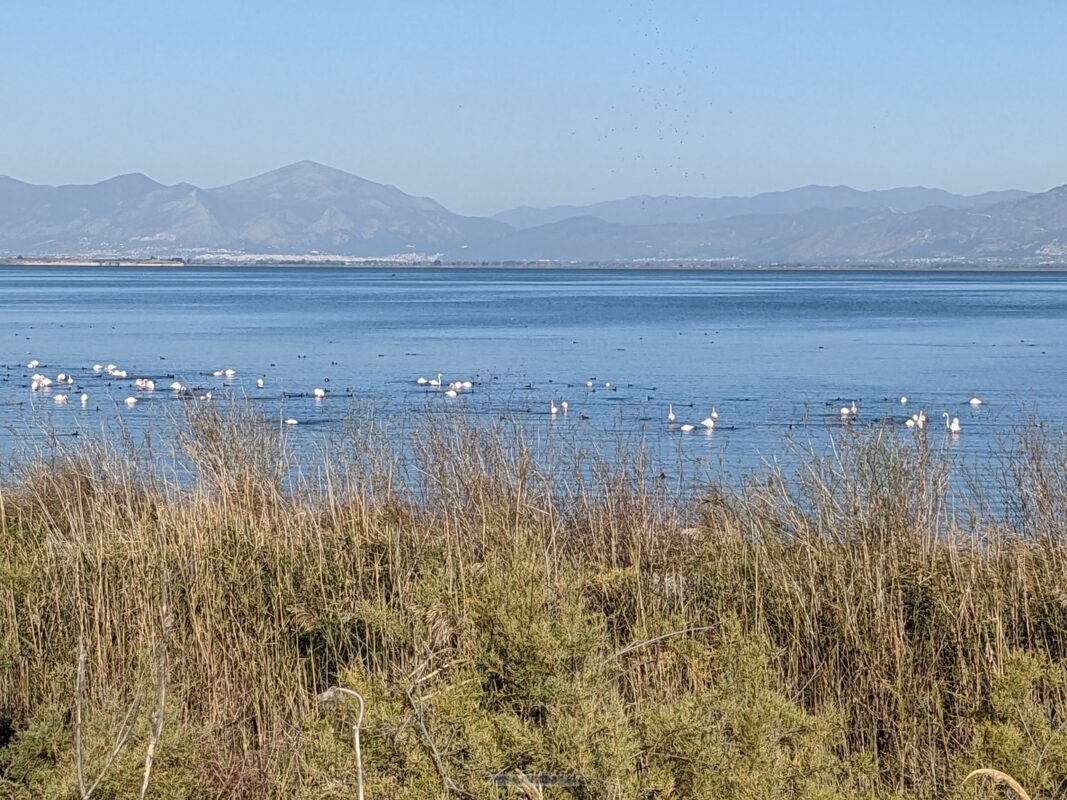 Lagos Lagune, Flamingos