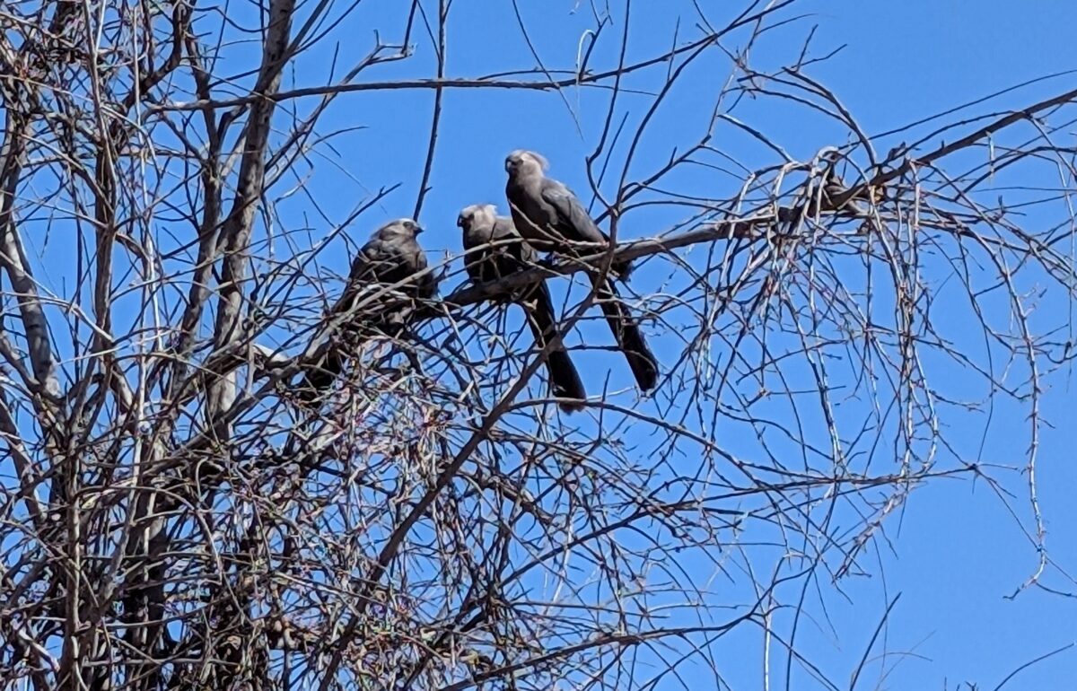 Lärmkuckuck / Go-away-Vogel