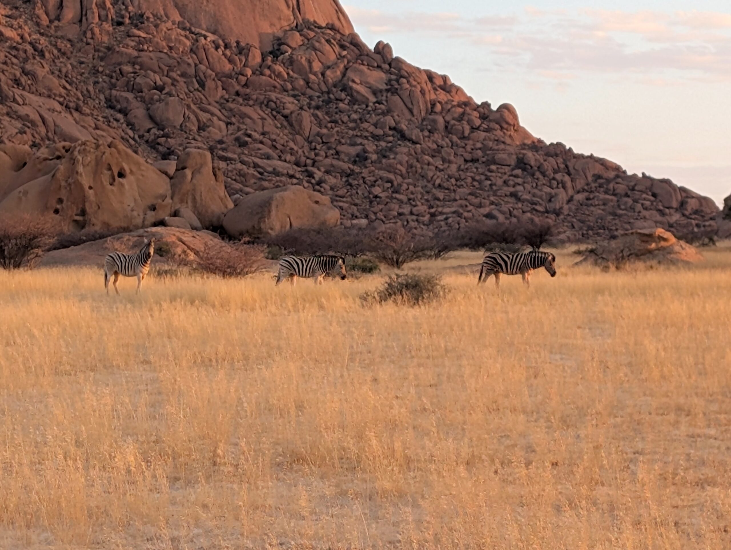 Zebras vor der Spitzkoppe